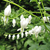 Dicentra spectabilis - Alba - Bleeding Heart, Dicentra