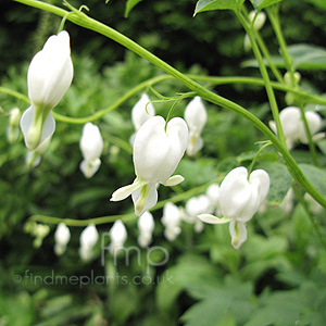 Dicentra spectabilis - 'Alba' (Bleeding Heart, Dicentra)