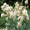 Dicentra - Langtrees - Bleeding heart, Dutchmans trousers, Dicentra