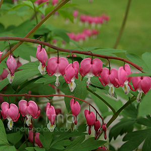 Dicentra spectabilis (Bleeding Heart, Dicentra)