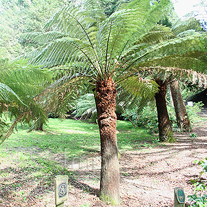 Dickinsonia antarctica (Tree Fern)