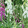 Digitalis purpurea