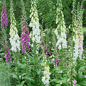 Digitalis purpurea