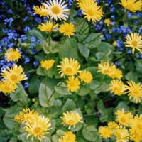 Doronicum orientale - 'Goldcut'
