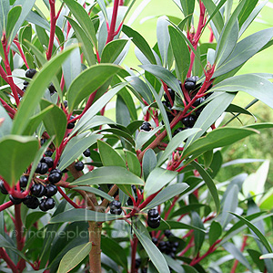 Drimys lanceolata (Winters Bark)