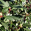 Drimys lanceolata - Winters Bark