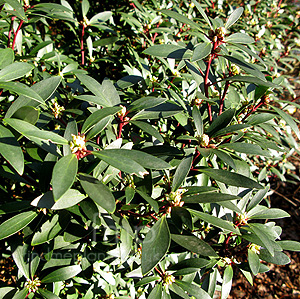 Drimys lanceolata (Winters Bark)