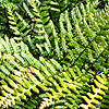 Dryopteris erythrosora - Prolifica - Copper Shield fern, Dryopteris