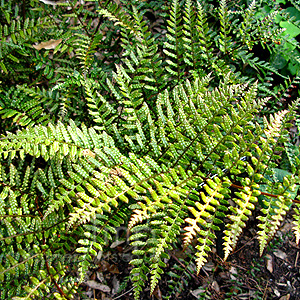 Dryopteris erythrosora - 'Prolifica' (Copper Shield Fern, Dryopteris)