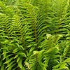 Dryopteris filix-mas - Male fern