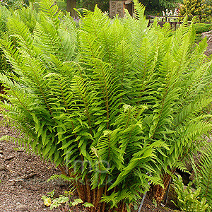 Dryopteris filix-mas (Male Fern)