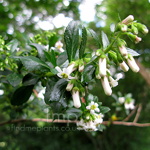 Escallonia illinita (Escallonia)