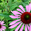 Echinacea purpurea - Magnus - Echinacea