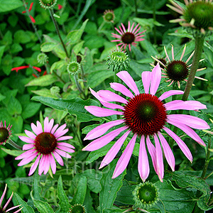 Echinacea purpurea - 'Magnus' (Echinacea)