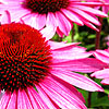 Echinacea purpurea - De Donkeute Steel - Echinacea