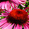 Echinacea purpurea - Rubinglow - Echinacea,  Cone Flower