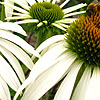 Echinacea purpurea - White Swan - Echinacea,  Cone Flower