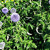 Echinops bannaticus - Taplow Blue - Echinops, Globe Thistle