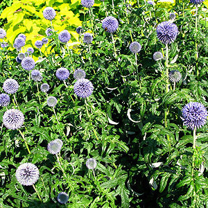 Echinops bannaticus - 'Taplow Blue' (Echinops, Globe Thistle)