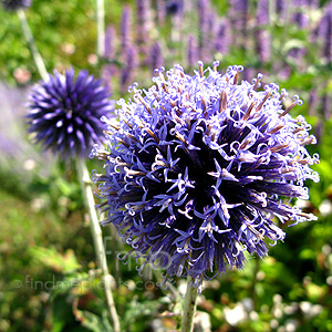 Echinops ritro - 'Veitch's Blue' (Globe Thistle, Echinops)