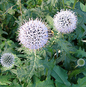 Echinops ritro - 'Taplow Blue' (Globe Thistle)