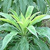 Echium vulgare - Vipers Bugloss