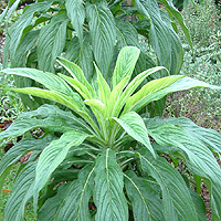 Echium vulgare (Viper's Bugloss)