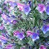 Echium albicans - echium