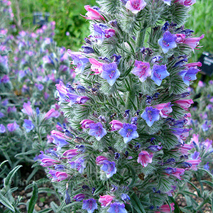 Echium albicans (Echium)