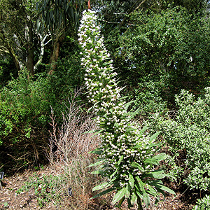 Echium - 'Pink Fountain' (Echium)