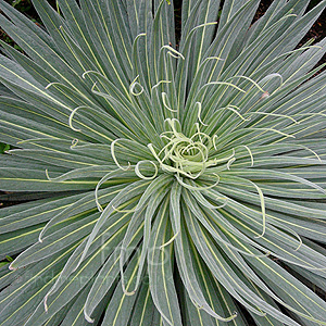 Echium wildpretii (Echium)