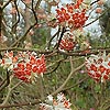 Edgeworthia chrysantha - Red Dragon