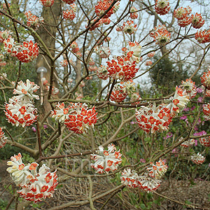 Edgeworthia chrysantha - 'Red Dragon'