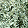 Elaeagnus angustifolia - Russian Olive