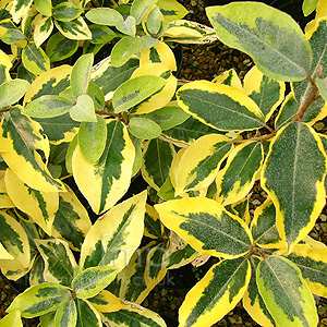 Elaeagnus ebbingei - 'Guilt Edge' (Oleaster)