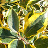 Elaeagnus ebbingei - Gilt Edge - Oleaster