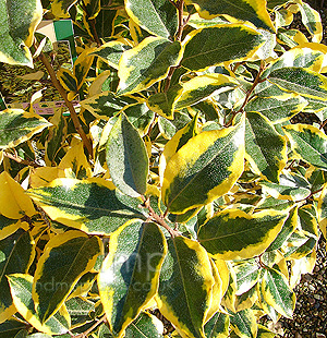 Elaeagnus ebbingei - 'Gilt Edge' (Oleaster)