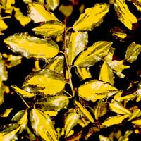 Elaeagnus X ebbingei - 'Limelight'