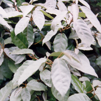 Elaeagnus macrophylla