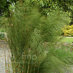 Elegia capensis (Horsetail Restio)