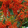 Embothrium coccineum - Chilean Fire Bush