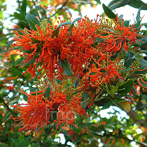 Embothrium coccineum (Chilean Fire Bush)