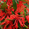 Embothrium lanceolatum - Norquinco - Chilean Fire Bush