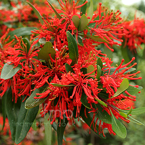 Embothrium lanceolatum - Norquinco (Chilean Fire Bush)