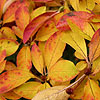 Enkianthus campanulatus - Alboflorus