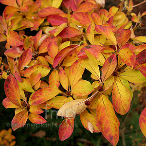 Enkianthus campanulatus - 'Alboflorus'