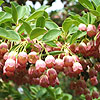 Enkianthus campanulatus