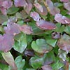Epimedium rubrum - Bishops Hat