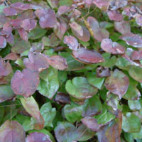 Epimedium rubrum (Bishops Hat)