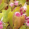 Epimedium youngianum - Niveum - Bishops Hat